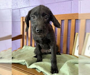 Labrador Retriever-Unknown Mix Dogs for adoption in Genesee, WI, USA