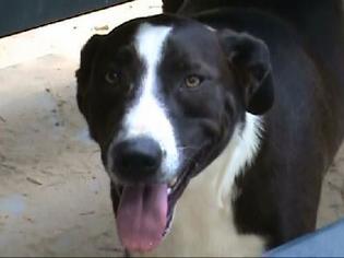 Border Collie Dogs for adoption in Opelika, AL, USA