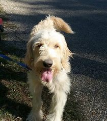 Goldendoodle Dogs for adoption in Flora, IL, USA