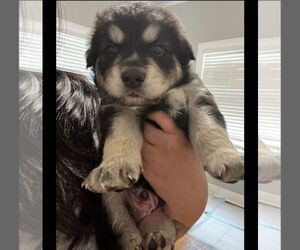 Australian Shepherd-Siberian Husky Mix Dogs for adoption in New Orleans, LA, USA