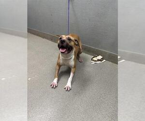 American Pit Bull Terrier-Unknown Mix Dogs for adoption in Las Vegas, NV, USA