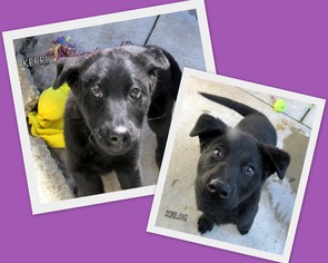 Labrador Retriever Dogs for adoption in Lindsay, CA, USA