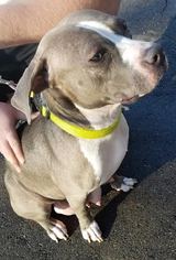 American Pit Bull Terrier Dogs for adoption in Princeton, MN, USA