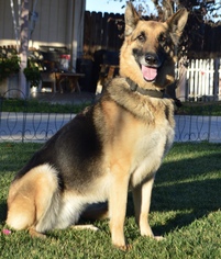 German Shepherd Dog Dogs for adoption in Palo Alto, CA, USA