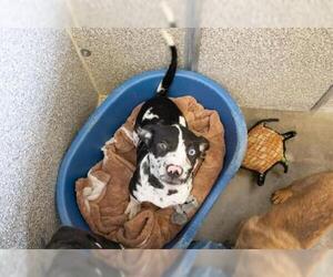 Borador Dogs for adoption in Santa Rosa, CA, USA
