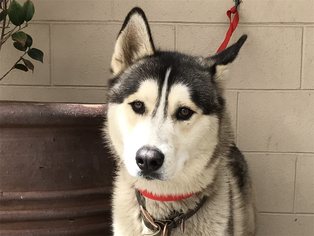 Alaskan Malamute Dogs for adoption in pomona, CA, USA