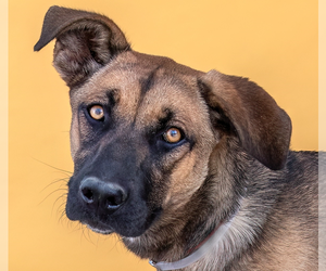 Mutt Dogs for adoption in Pasadena, CA, USA