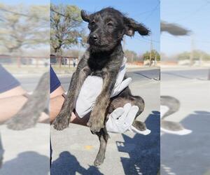 Mutt Dogs for adoption in San Antonio, TX, USA