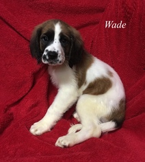 English Springer Spaniel Dogs for adoption in Chester, IL, USA