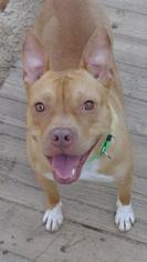 American Staffordshire Terrier Dogs for adoption in Loganville, GA, USA