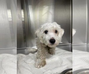 Maltese Dogs for adoption in Forestville, MD, USA