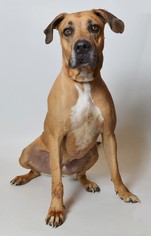 Great Dane Dogs for adoption in Fruit Heights, UT, USA