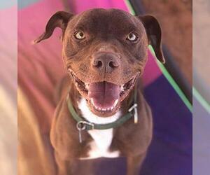 American Pit Bull Terrier-Chocolate Labrador retriever Mix Dogs for adoption in Kanab, UT, USA