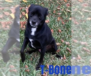 Miniature Pinscher-Unknown Mix Dogs for adoption in Metairie, LA, USA