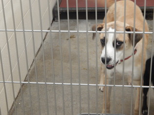 Sheprador Dogs for adoption in Pikeville, KY, USA