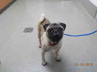 Pug Dogs for adoption in Fort Lauderdale, FL, USA