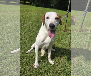 Greyhound-Labrador Retriever Mix Dogs for adoption in Attalka, AL, USA