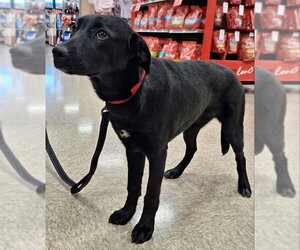Labrador Retriever-Unknown Mix Dogs for adoption in House Springs, MO, USA
