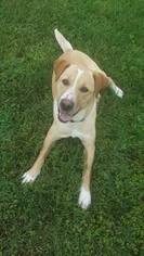 Medium Photo #1 Labrador Retriever-Unknown Mix Puppy For Sale in Corbin, KY, USA