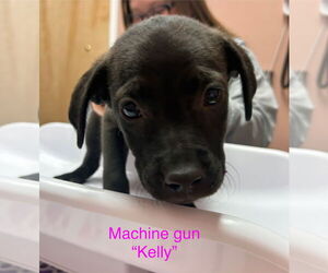 Labrador Retriever-Unknown Mix Dogs for adoption in Stephens City, VA, USA