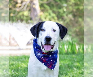 Labrenees Dogs for adoption in Unionville, PA, USA