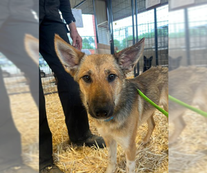 Mutt Dogs for adoption in Andover, MN, USA