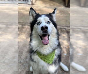 Siberian Husky Dogs for adoption in Matawan, NJ, USA