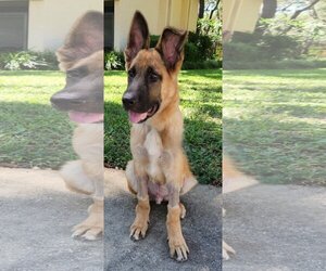 German Shepherd Dog Dogs for adoption in Tampa, FL, USA