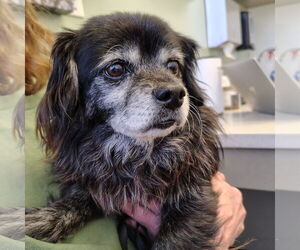 Chihuahua-Unknown Mix Dogs for adoption in San Jose, CA, USA