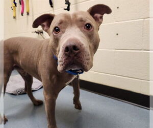 American Pit Bull Terrier Dogs for adoption in Denver, CO, USA