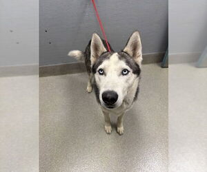 Siberian Husky-Unknown Mix Dogs for adoption in Las Vegas, NV, USA