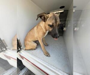 Black Mouth Cur-Unknown Mix Dogs for adoption in Houston, TX, USA