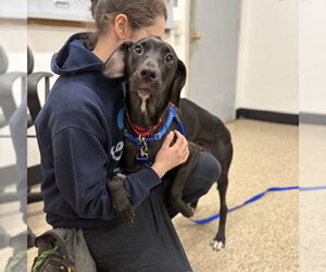 Labrador Retriever-Unknown Mix Dogs for adoption in Boston, MA, USA