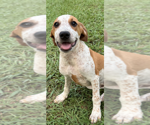 Mutt Dogs for adoption in Conway, AR, USA