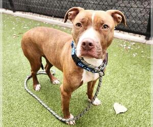 American Pit Bull Terrier Dogs for adoption in Minneapolis, MN, USA