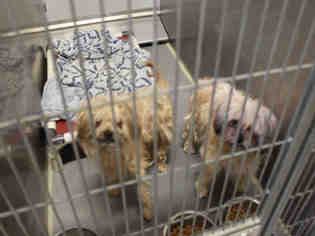 Lhasa Apso Dogs for adoption in Modesto, CA, USA