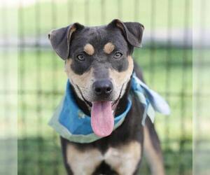 Mutt Dogs for adoption in San Antonio, TX, USA