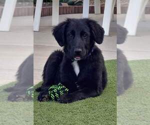 Golden Retriever-Unknown Mix Dogs for adoption in Cave Creek, AZ, USA