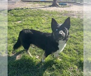 Cardigan Welsh Corgi-Unknown Mix Dogs for adoption in Conroe, TX, USA