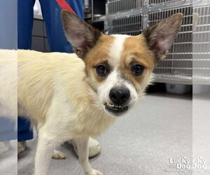 Mutt Dogs for adoption in Washington, DC, USA