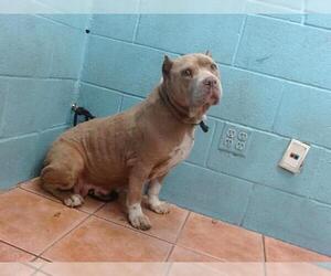 American Pit Bull Terrier-Unknown Mix Dogs for adoption in Downey, CA, USA