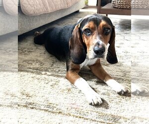 Basset Hound Dogs for adoption in Rockville, MD, USA