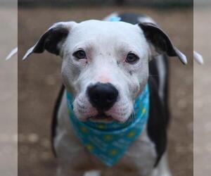 American Staffordshire Terrier Dogs for adoption in San Antonio, TX, USA