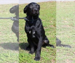 Labrador Retriever-Unknown Mix Dogs for adoption in Prattville, AL, USA