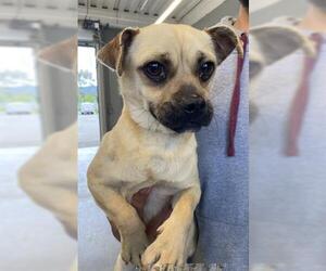 Pug-Unknown Mix Dogs for adoption in San Martin, CA, USA