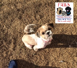Shih Tzu Dogs for adoption in Killeen, TX, USA
