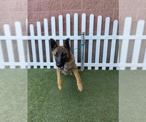 German Shepherd Dog Dogs for adoption in Modesto, CA, USA