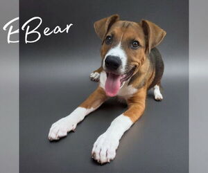 German Shepherd Dog-Unknown Mix Dogs for adoption in The Woodlands, TX, USA