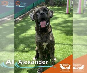 Mastiff Dogs for adoption in Palmetto, FL, USA