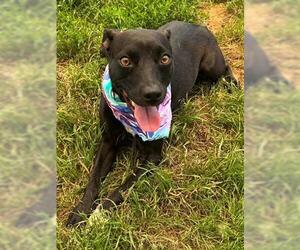 American Pit Bull Terrier-Unknown Mix Dogs for adoption in Tulsa, OK, USA